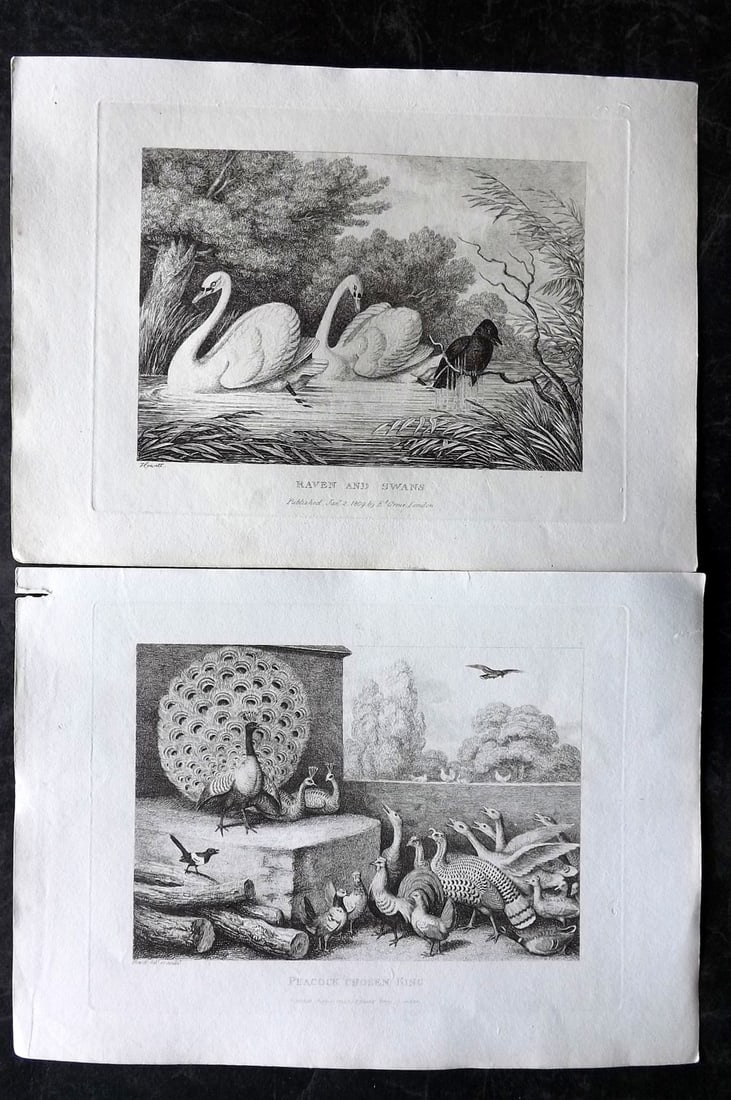 Howitt, Samuel 1811 Pair of Bird Etchings. Peacock & Swans: Etchings Published 1811, London for "A New Work of Animals?" Drawn and Etched by Samuel Howitt. Paper Size: 11 x 7.5 inch (28 x 19cm) Good Condition