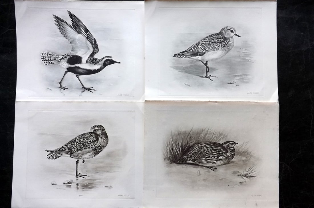 Medland, Lilian 1906 Lot of 4 Folio Bird Prints: Photgravures Published 1906-11, London for "The Birds of the British Isles" by Charles Stonham. Illustrated by Lilian M. Medland. Paper Size: 12.5 x 10 inch (32 x 25cm) Good Condition