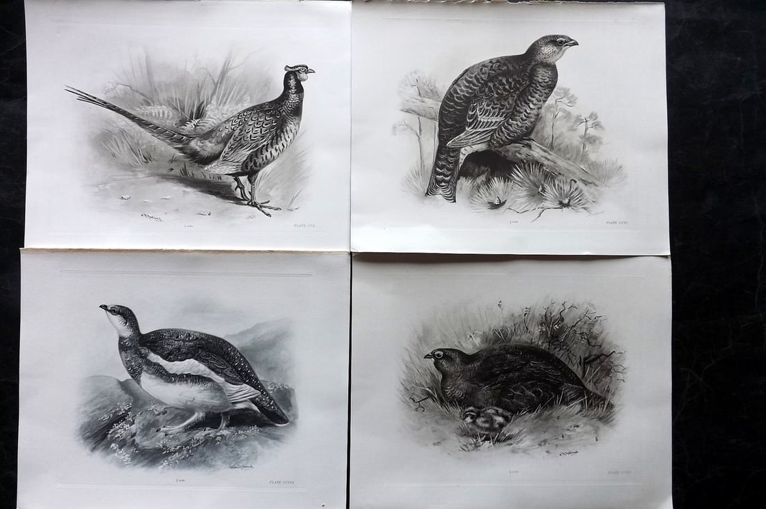 Medland, Lilian 1906 Lot of 4 Folio Bird Prints: Photgravures Published 1906-11, London for "The Birds of the British Isles" by Charles Stonham. Illustrated by Lilian M. Medland. Paper Size: 12.5 x 10 inch (32 x 25cm) Good Condition