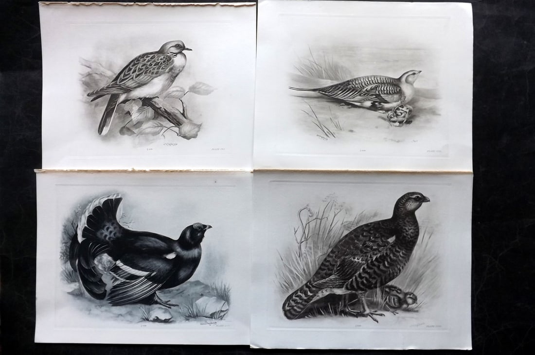 Medland, Lilian 1906 Lot of 4 Folio Bird Prints: Photgravures Published 1906-11, London for "The Birds of the British Isles" by Charles Stonham. Illustrated by Lilian M. Medland. Paper Size: 12.5 x 10 inch (32 x 25cm) Good Condition