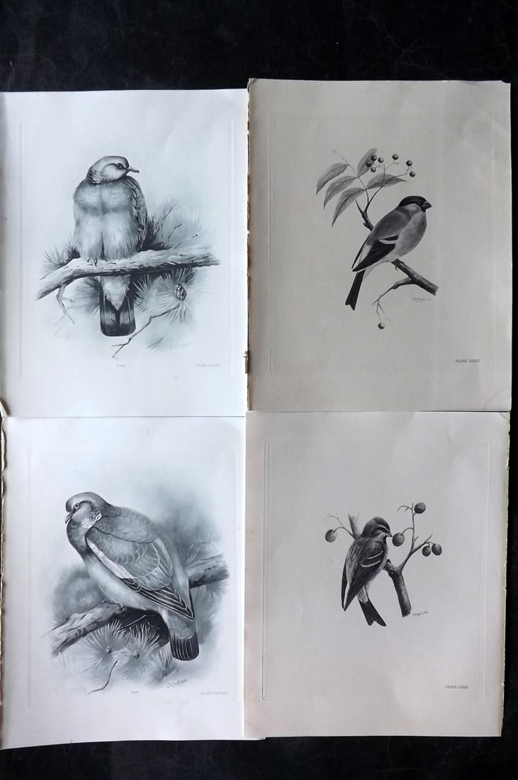 Medland, Lilian 1906 Lot of 4 Folio Bird Prints: Photgravures Published 1906-11, London for "The Birds of the British Isles" by Charles Stonham. Illustrated by Lilian M. Medland. Paper Size: 12.5 x 10 inch (32 x 25cm) Good Condition