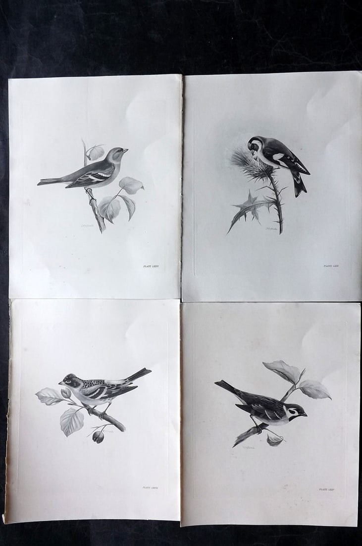 Medland, Lilian 1906 Lot of 4 Folio Bird Prints: Photgravures Published 1906-11, London for "The Birds of the British Isles" by Charles Stonham. Illustrated by Lilian M. Medland. Paper Size: 12.5 x 10 inch (32 x 25cm) Good Condition