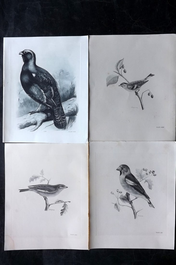 Medland, Lilian 1906 Lot of 4 Folio Bird Prints: Photgravures Published 1906-11, London for "The Birds of the British Isles" by Charles Stonham. Illustrated by Lilian M. Medland. Paper Size: 12.5 x 10 inch (32 x 25cm) Good Condition