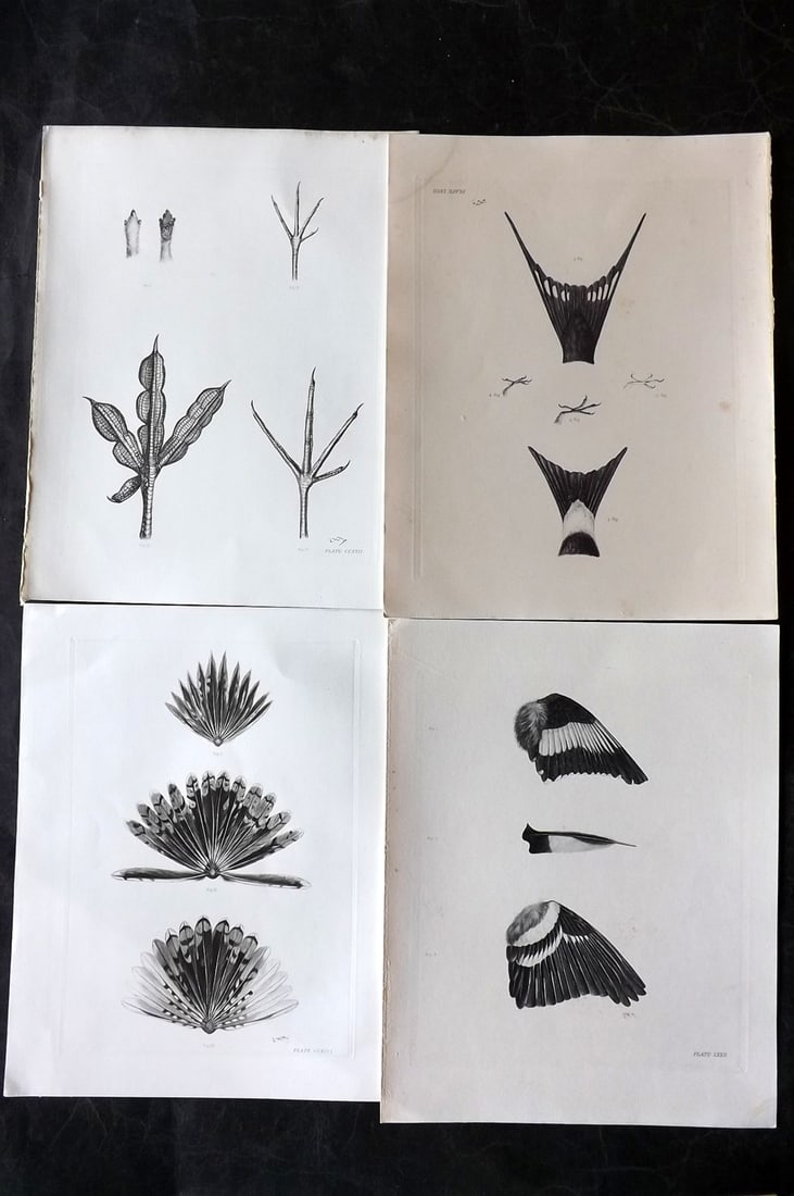 Medland, Lilian 1906 Lot of 4 Folio Bird Prints. Feathers & Feet: Photgravures Published 1906-11, London for "The Birds of the British Isles" by Charles Stonham. Illustrated by Lilian M. Medland. Paper Size: 12.5 x 10 inch (32 x 25cm) Good Condition