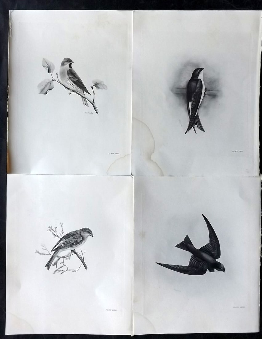 Medland, Lilian 1906 Lot of 6 Folio Bird Prints: Photgravures Published 1906-11, London for "The Birds of the British Isles" by Charles Stonham. Illustrated by Lilian M. Medland. Paper Size: 12.5 x 10 inch (32 x 25cm) Margin water staining present, 
