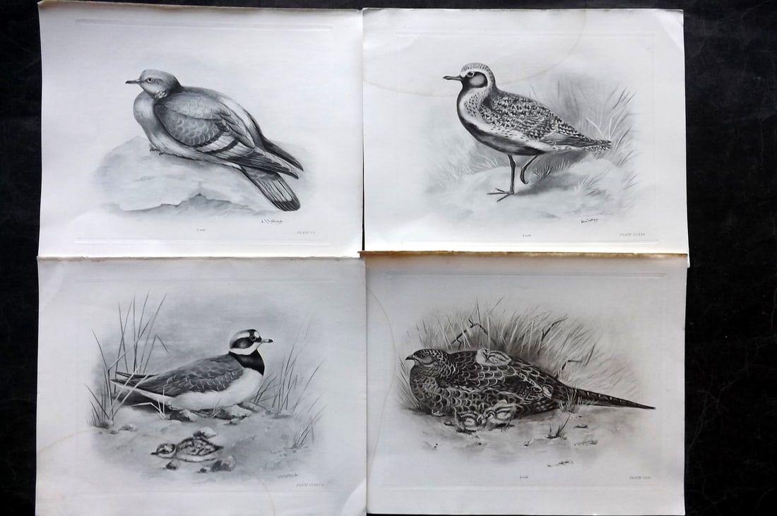 Medland, Lilian 1906 Lot of 8 Folio Bird Prints: Photgravures Published 1906-11, London for "The Birds of the British Isles" by Charles Stonham. Illustrated by Lilian M. Medland. Paper Size: 12.5 x 10 inch (32 x 25cm) Margin water staining present, 