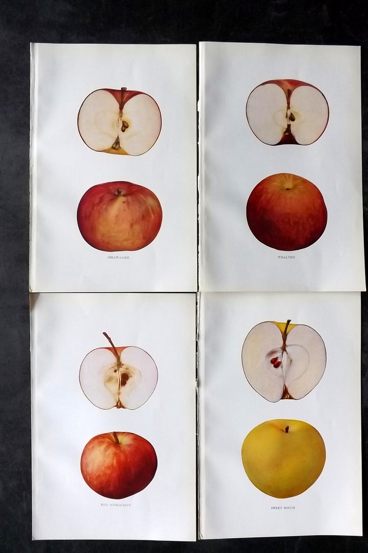 Beach, S A. 1905 Lot of 4 Fruit Prints. Apples of New York (1 of 2)