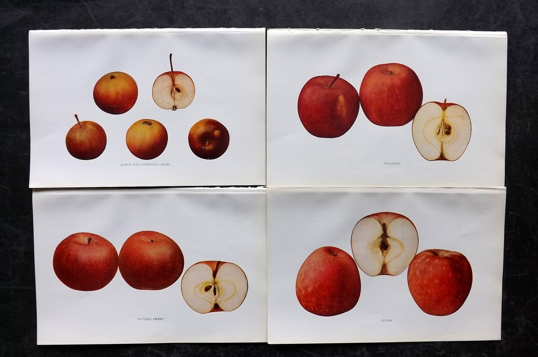 Beach, S A. 1905 Lot of 4 Fruit Prints. Apples of New York: Halftones Published 1905, Albany for "The Apples of New York" by S. A. Beach, N. O. Booth and O. M. Taylor. Paper Size: 9 x 6 inch (23 x 15cm) Good Condition