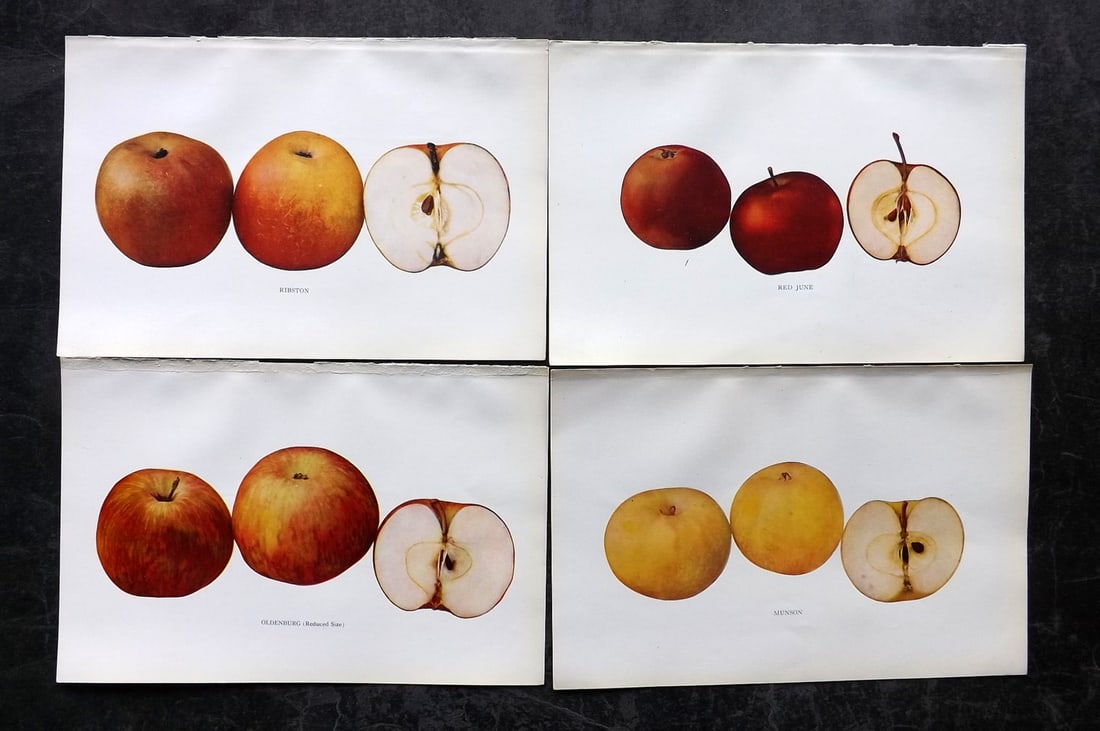 Beach, S A. 1905 Lot of 4 Fruit Prints. Apples of New York: Halftones Published 1905, Albany for "The Apples of New York" by S. A. Beach, N. O. Booth and O. M. Taylor. Paper Size: 9 x 6 inch (23 x 15cm) Good Condition