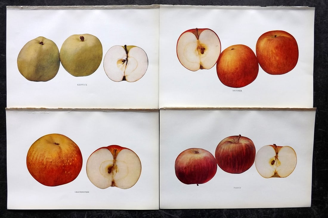 Beach, S A. 1905 Lot of 4 Fruit Prints. Apples of New York: Halftones Published 1905, Albany for "The Apples of New York" by S. A. Beach, N. O. Booth and O. M. Taylor. Paper Size: 9 x 6 inch (23 x 15cm) Good Condition