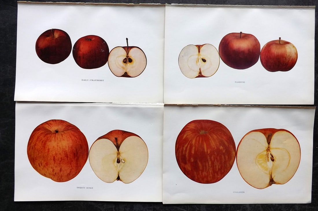 Beach, S A. 1905 Lot of 4 Fruit Prints. Apples of New York: Halftones Published 1905, Albany for "The Apples of New York" by S. A. Beach, N. O. Booth and O. M. Taylor. Paper Size: 9 x 6 inch (23 x 15cm) Good Condition