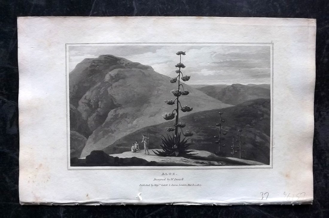 Daniell, William 1807 Botanical Print. Aloe: Aquatint Published 1807, London for "Zoography; or, The Beauties of Nature Displayed" by William Wood. Illustrated by William Daniell. Paper Size: 10.5 x 6.5 inch (27 x 16.5cm) Very minor margin tonin