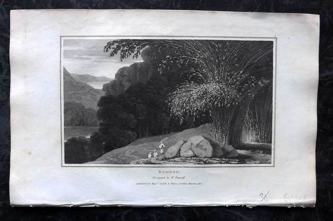 Daniell, William 1807 Botanical Print. Bamboo: Aquatint Published 1807, London for "Zoography; or, The Beauties of Nature Displayed" by William Wood. Illustrated by William Daniell. Paper Size: 10.5 x 6.5 inch (27 x 16.5cm) Very minor margin tonin