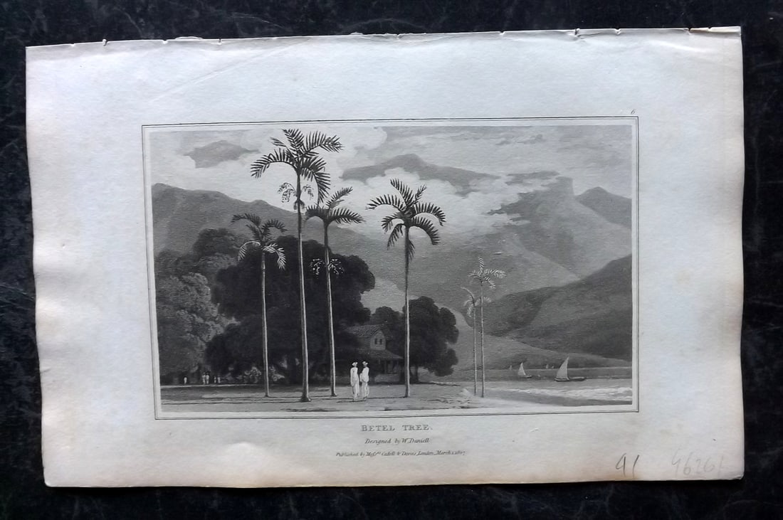 Daniell, William 1807 Botanical Print. Betel Tree: Aquatint Published 1807, London for "Zoography; or, The Beauties of Nature Displayed" by William Wood. Illustrated by William Daniell. Paper Size: 10.5 x 6.5 inch (27 x 16.5cm) Very minor margin tonin