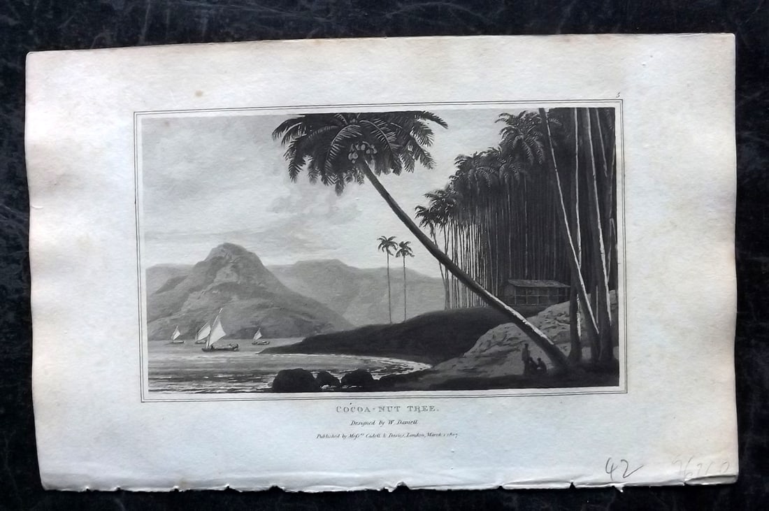 Daniell, William 1807 Botanical Print. Coconut Tree: Aquatint Published 1807, London for "Zoography; or, The Beauties of Nature Displayed" by William Wood. Illustrated by William Daniell. Paper Size: 10.5 x 6.5 inch (27 x 16.5cm) Very minor margin tonin