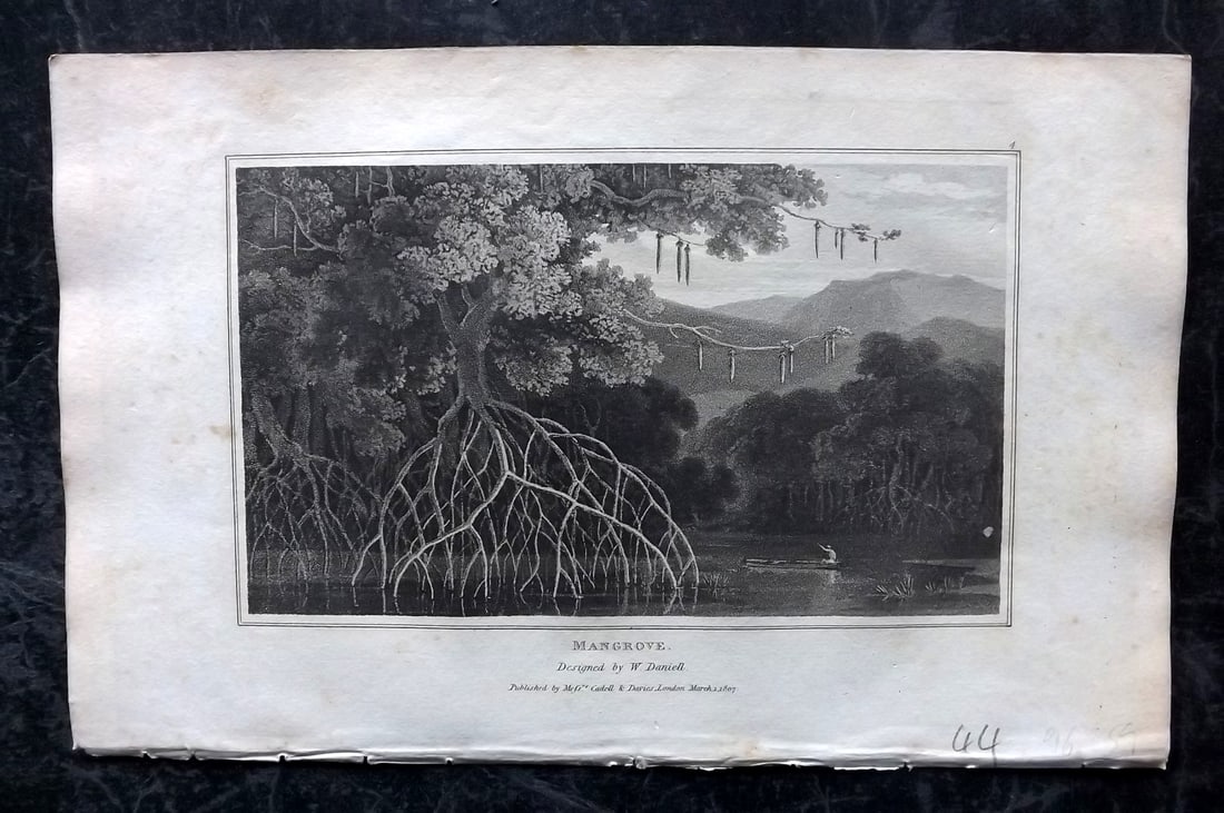Daniell, William 1807 Botanical Print. Mangrove: Aquatint Published 1807, London for "Zoography; or, The Beauties of Nature Displayed" by William Wood. Illustrated by William Daniell. Paper Size: 10.5 x 6.5 inch (27 x 16.5cm) Very minor margin tonin