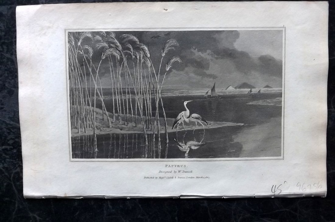 Daniell, William 1807 Botanical Print. Papyrus: Aquatint Published 1807, London for "Zoography; or, The Beauties of Nature Displayed" by William Wood. Illustrated by William Daniell. Paper Size: 10.5 x 6.5 inch (27 x 16.5cm) Very minor margin tonin