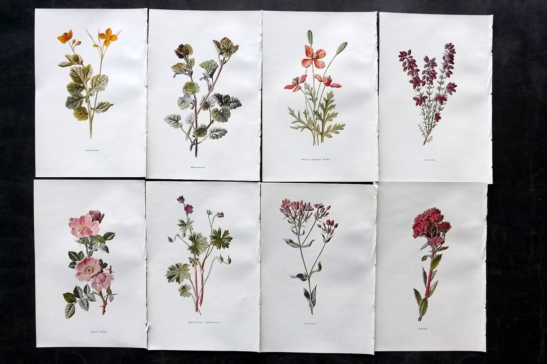 Hulme, Edward C1900 Lot of 8 Botanical Prints. Wild Flowers: Offset Lithographs Published C1900, London for "Familiar Wild Flowers" by F. Edward Hulme & Shirley Hibberd. Paper Size: 7.5 x 5 inch (19 x 13cm) Good Condition