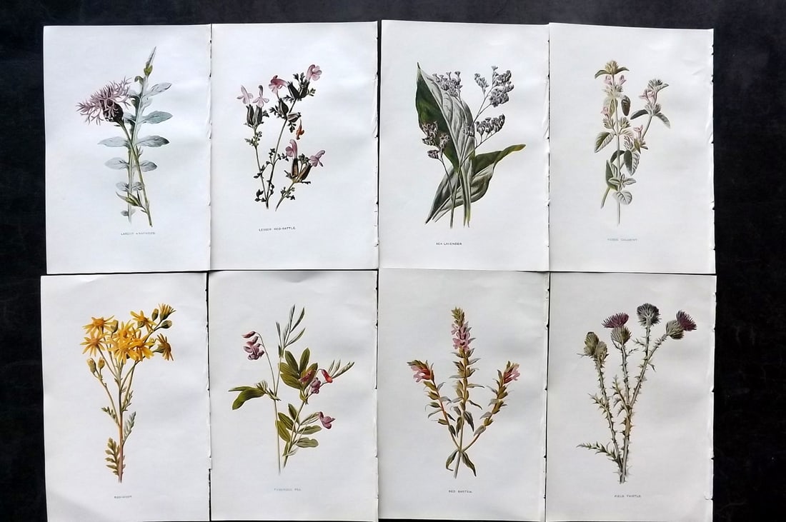 Hulme, Edward C1900 Lot of 8 Botanical Prints. Wild Flowers: Offset Lithographs Published C1900, London for "Familiar Wild Flowers" by F. Edward Hulme & Shirley Hibberd. Paper Size: 7.5 x 5 inch (19 x 13cm) Good Condition