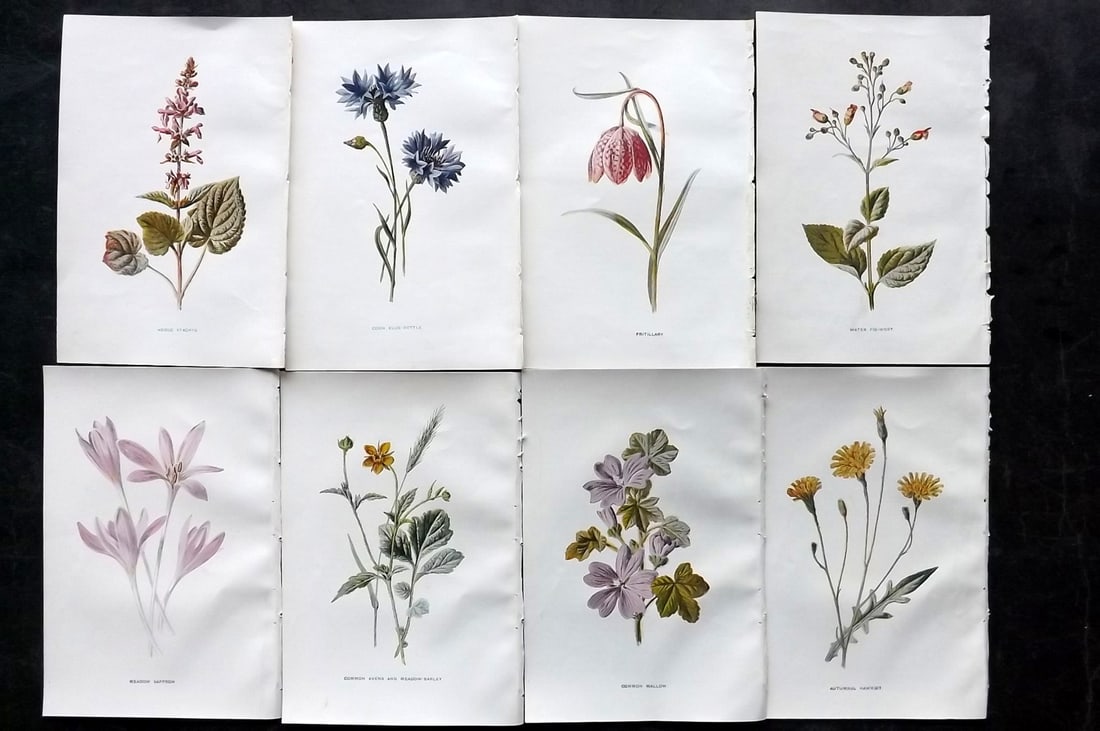 Hulme, Edward C1900 Lot of 8 Botanical Prints. Wild Flowers: Offset Lithographs Published C1900, London for "Familiar Wild Flowers" by F. Edward Hulme & Shirley Hibberd. Paper Size: 7.5 x 5 inch (19 x 13cm) Good Condition