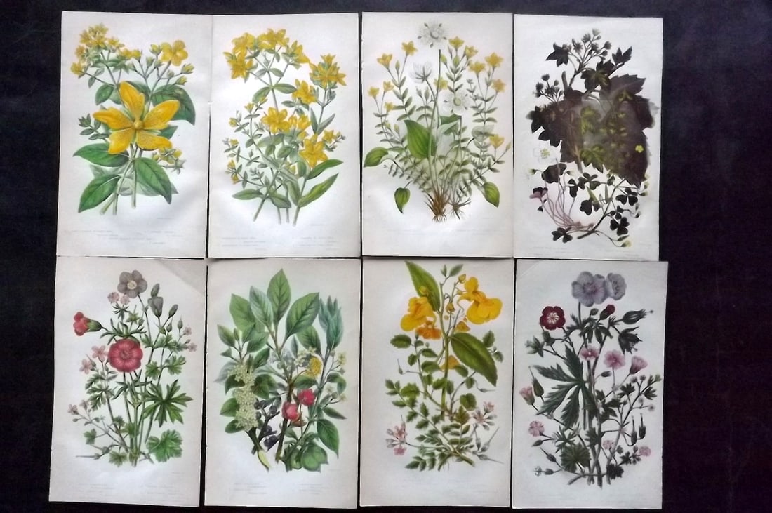 Pratt, Anne 1855 Lot of 8 Antique Botanical Prints. First Edition: Colour Printed Woodblocks Published 1855, London for "The Flowering Plants and Ferns of Great Britain" First Edition by Anne Pratt. Paper Size: 8.5 x 5.5 inch (22 x 14cm) Slightly tight margins as bou