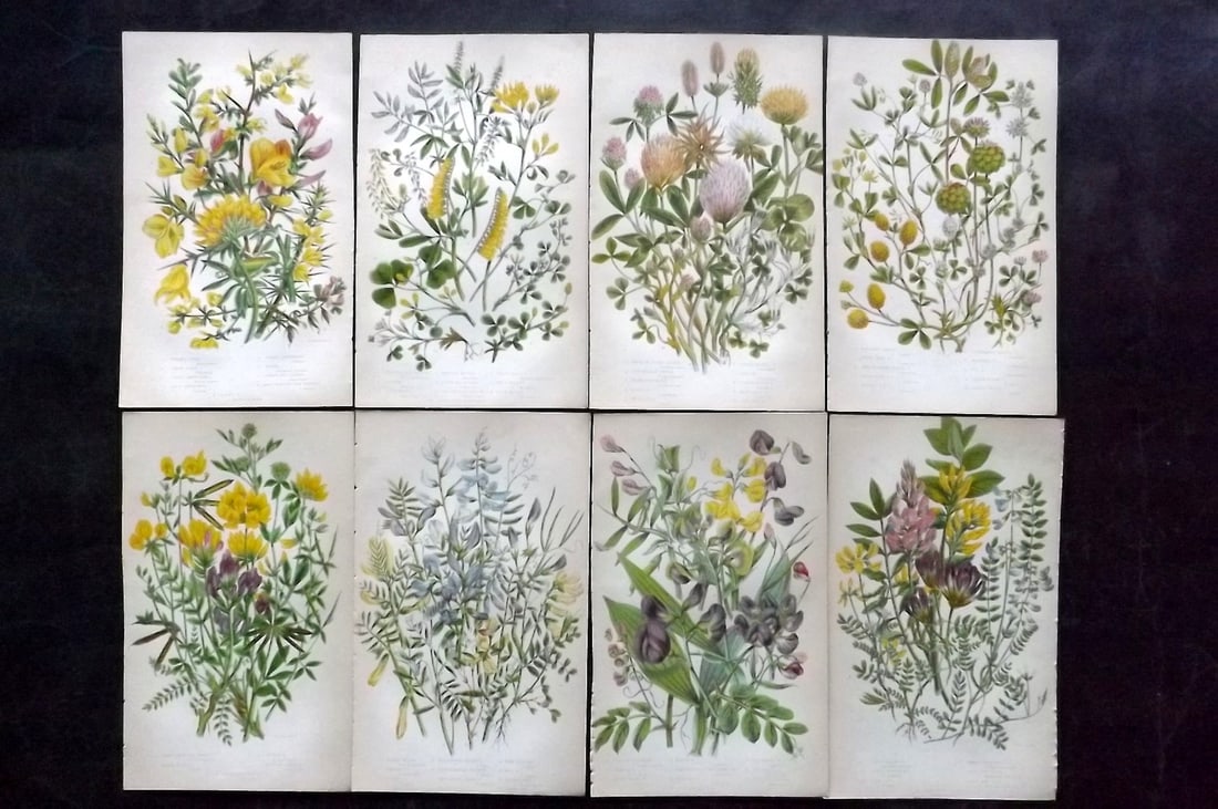 Pratt, Anne 1855 Lot of 8 Antique Botanical Prints. First Edition: Colour Printed Woodblocks Published 1855, London for "The Flowering Plants and Ferns of Great Britain" First Edition by Anne Pratt. Paper Size: 8.5 x 5.5 inch (22 x 14cm) Slightly tight margins as bou