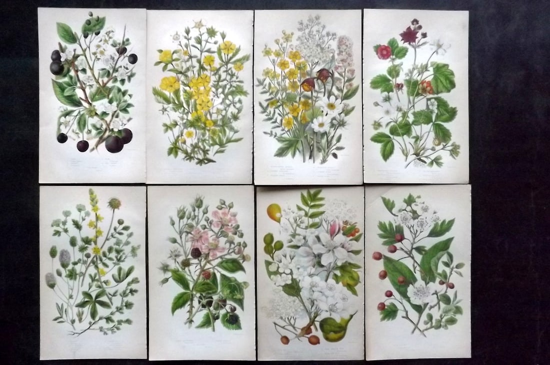 Pratt, Anne 1855 Lot of 8 Antique Botanical Prints. First Edition: Colour Printed Woodblocks Published 1855, London for "The Flowering Plants and Ferns of Great Britain" First Edition by Anne Pratt. Paper Size: 8.5 x 5.5 inch (22 x 14cm) Slightly tight margins as bou