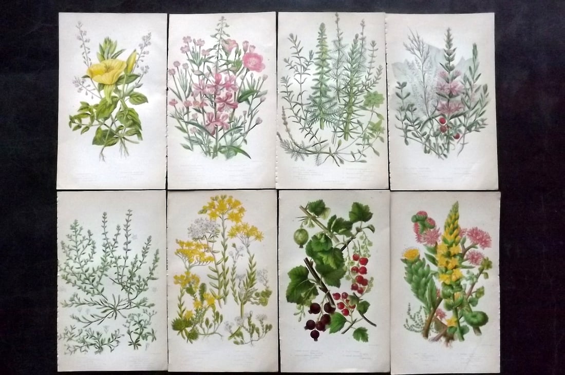 Pratt, Anne 1855 Lot of 8 Antique Botanical Prints. First Edition: Colour Printed Woodblocks Published 1855, London for "The Flowering Plants and Ferns of Great Britain" First Edition by Anne Pratt. Paper Size: 8.5 x 5.5 inch (22 x 14cm) Slightly tight margins as bou