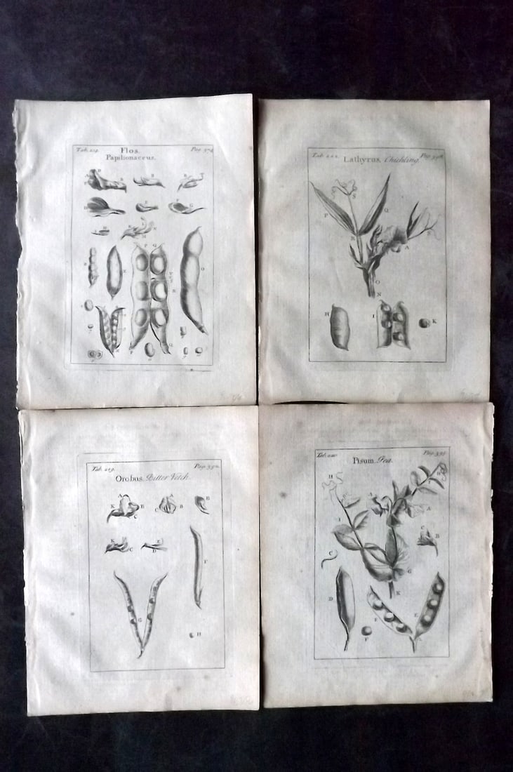Tournefort,  Joseph Pitton de 1730 Lot of 4 Botanical Prints (1 of 2)