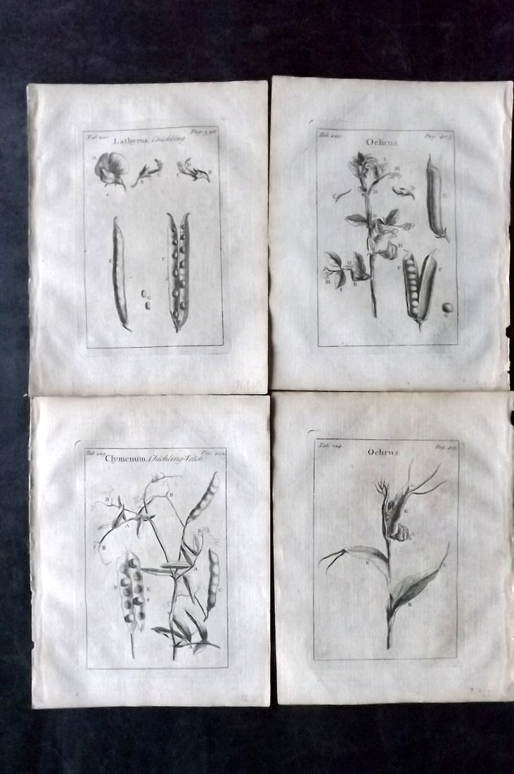 Tournefort,  Joseph Pitton de 1730 Lot of 4 Botanical Prints (1 of 2)