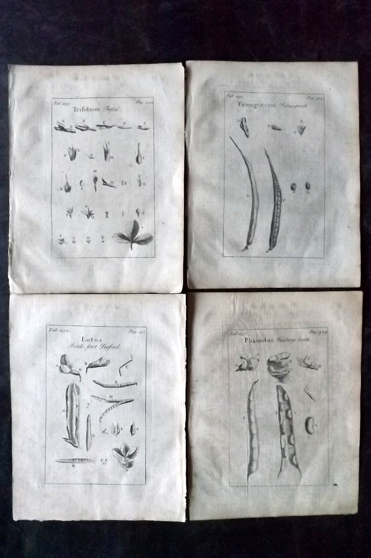 Tournefort, Joseph Pitton de 1730 Lot of 4 Botanical Prints: Copper Plate Published 1730, London for "The Compleat Herbal..." by Joseph Pitton de Tournefort. Paper Size: 9 x 6.5 inch (23 x 17cm) Good Condition