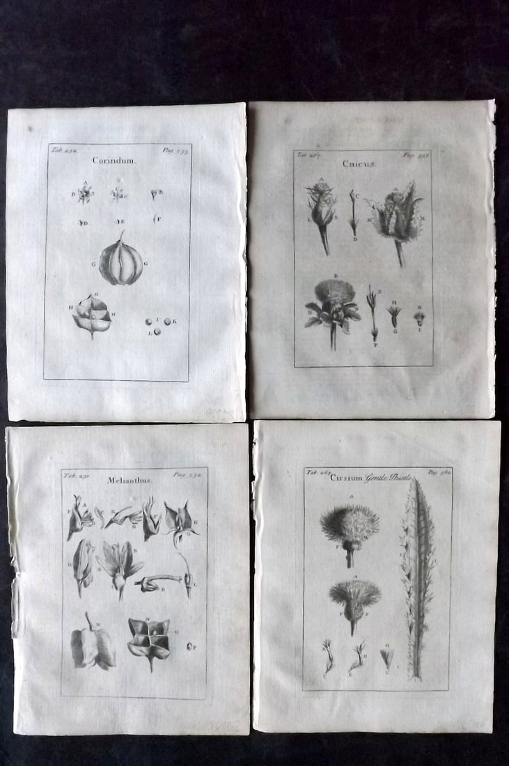 Tournefort, Joseph Pitton de 1730 Lot of 4 Botanical Prints: Copper Plate Published 1730, London for "The Compleat Herbal..." by Joseph Pitton de Tournefort. Paper Size: 9 x 6.5 inch (23 x 17cm) Good Condition
