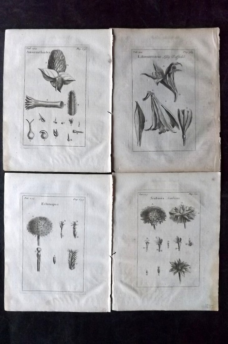 Tournefort, Joseph Pitton de 1730 Lot of 4 Botanical Prints: Copper Plate Published 1730, London for "The Compleat Herbal..." by Joseph Pitton de Tournefort. Paper Size: 9 x 6.5 inch (23 x 17cm) Good Condition