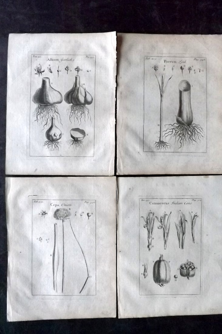 Tournefort,  Joseph Pitton de 1730 Lot of 4 Botanical Prints (1 of 2)