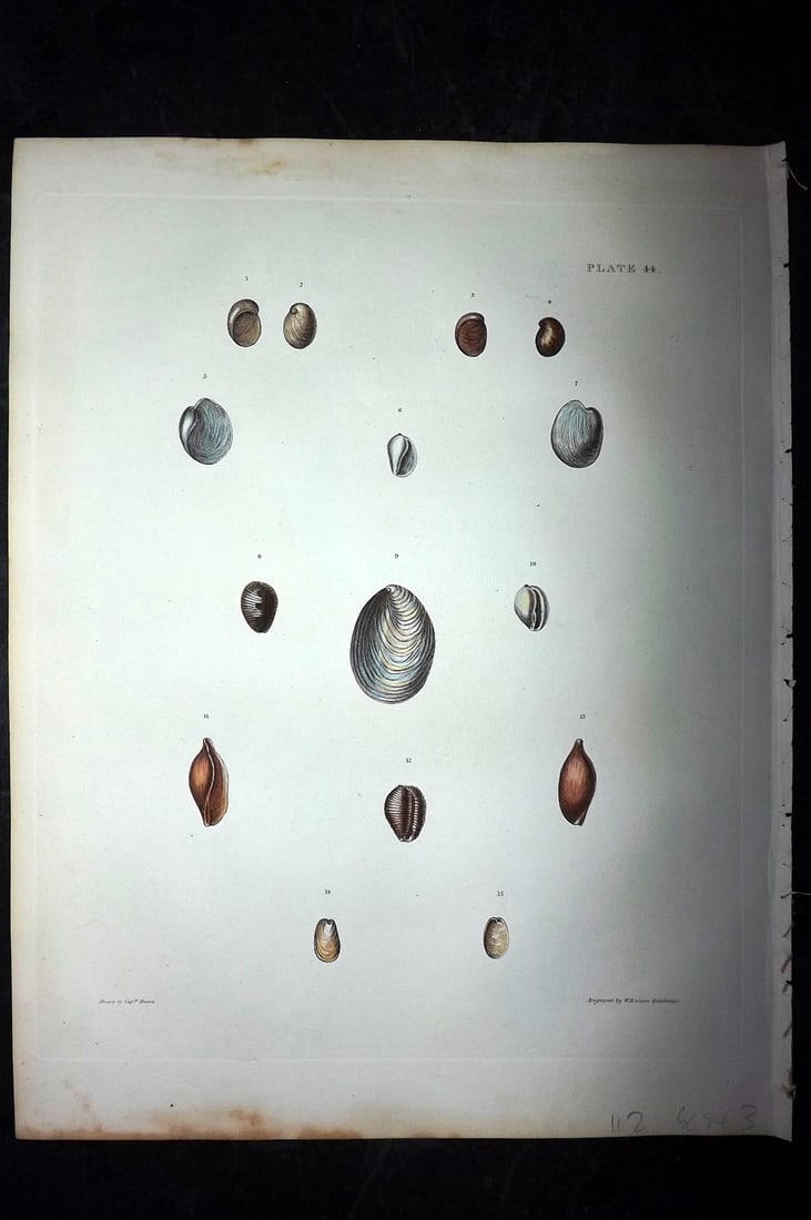 Brown, Captain 1827 Folio Hand Col Shell Print 44: Folio Steel Engraving/Etching Published 1827, London for Illustrations of the Conchology of Great Britain and Ireland" by Captain Thomas Brown. Engraved by W. H. and D. Lizars. Fine hand colour as iss