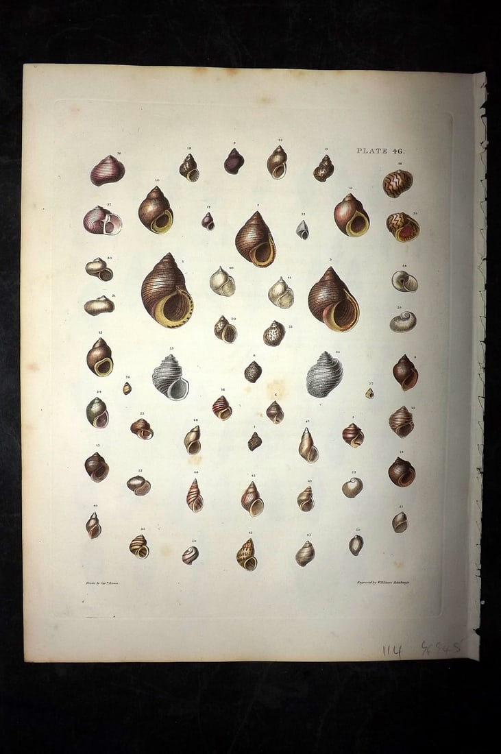 Brown, Captain 1827 Folio Hand Col Shell Print 46 (1 of 2)