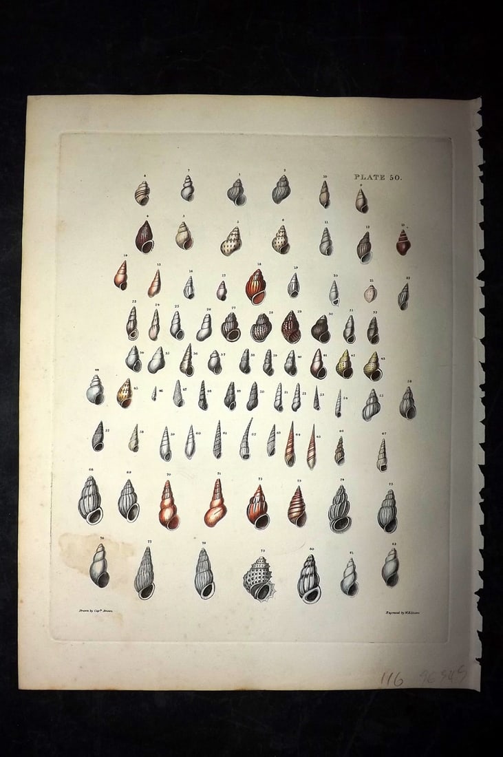 Brown, Captain 1827 Folio Hand Col Shell Print 50 (1 of 2)