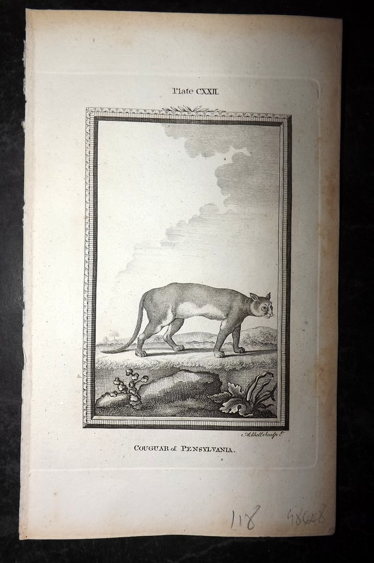 Buffon, Comte de 1791 Antique Print. Cougar of Pensylvania USA (1 of 1)