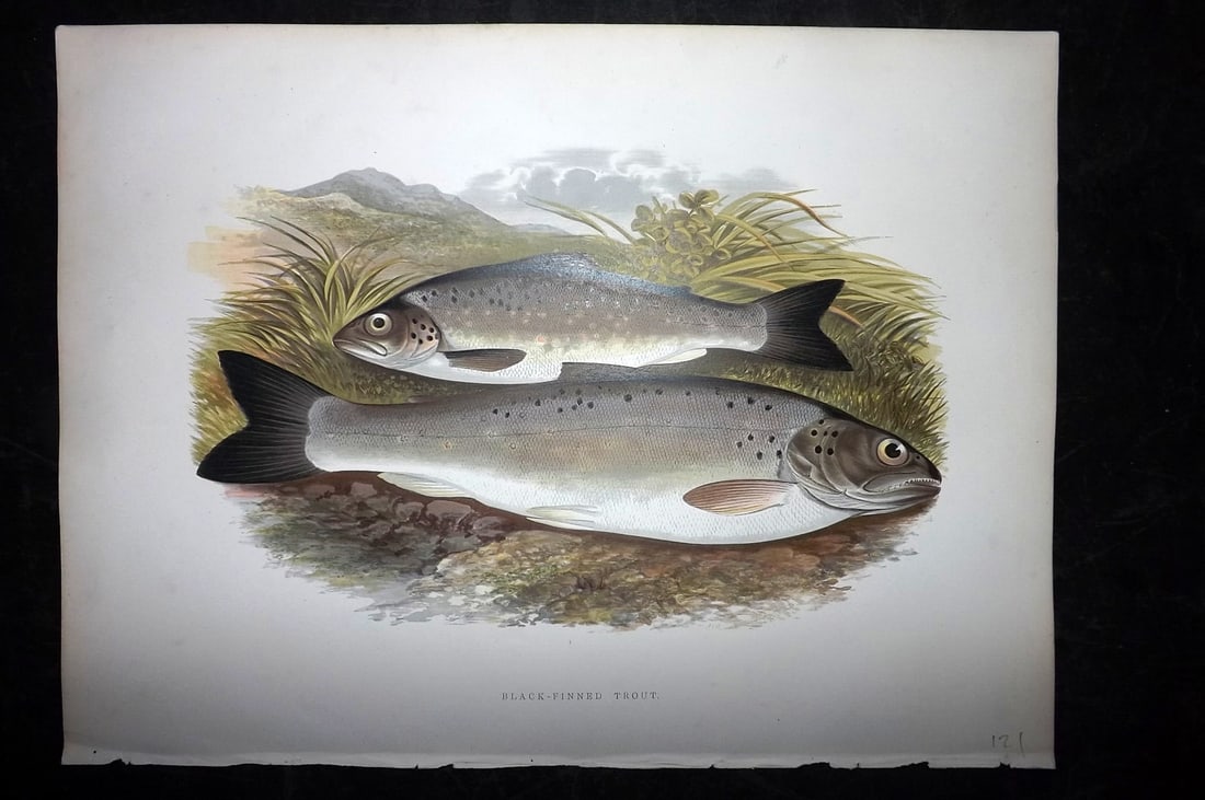 Houghton, Rev. William 1879 Folio Fish Print. Black Finned Trout (1 of 2)
