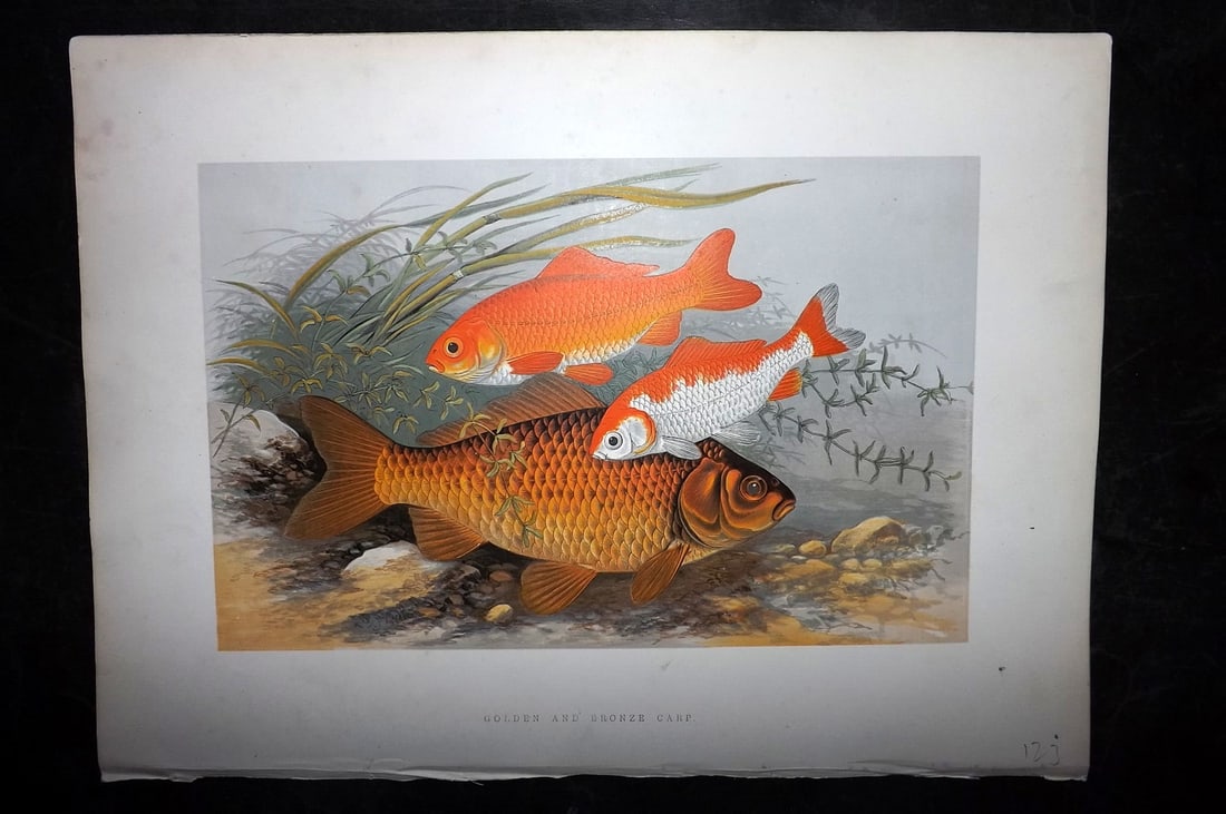 Houghton, Rev. William 1879 Folio Fish Print. Golden and Bronze Carp. Goldfish (1 of 2)
