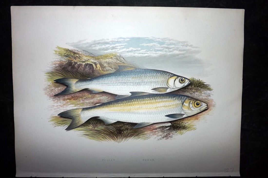 Houghton, Rev. William 1879 Folio Fish Print. Pollan, Powan (1 of 2)