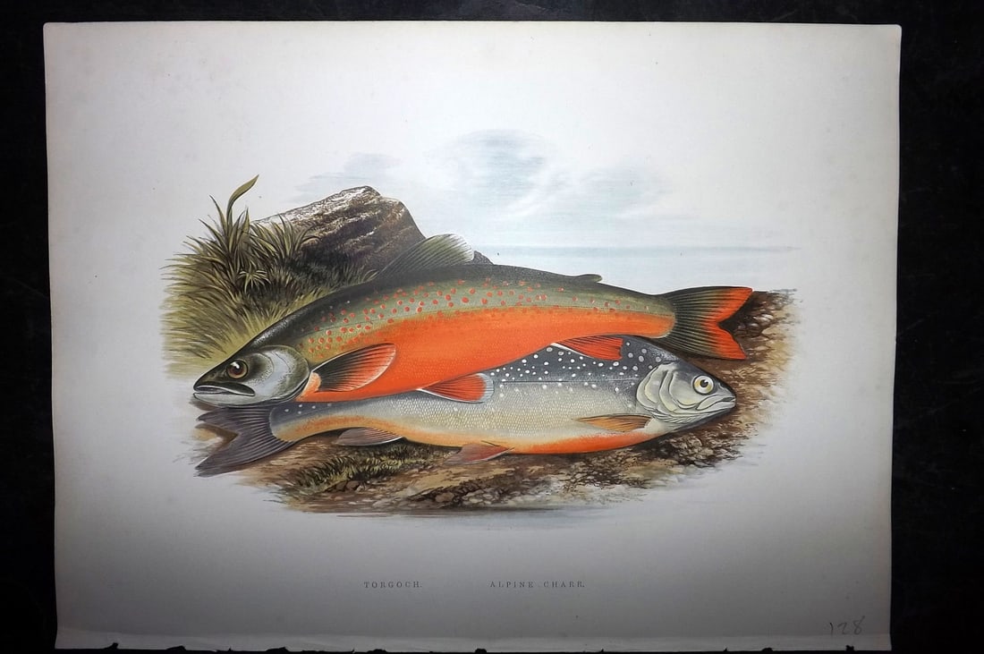 Houghton, Rev. William 1879 Folio Fish Print. Torgoch & Alpine Charr (1 of 2)