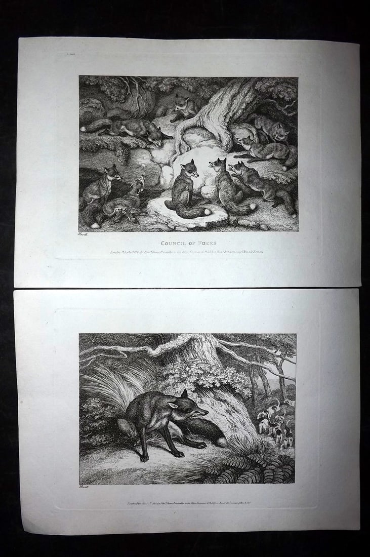 Howitt, Samuel 1811 Pair of Etchings. Council of Foxes, Fox (1 of 2)
