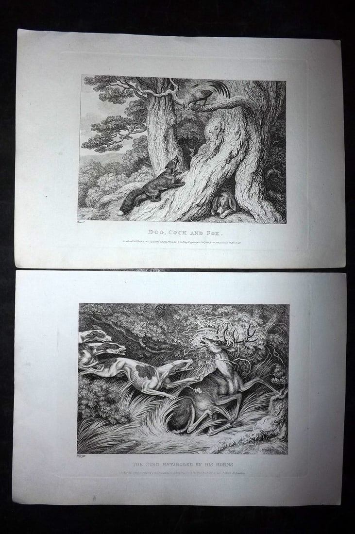 Howitt, Samuel 1811 Pair of Etchings. Dog, Cock, Stag & Fox: Etchings Published 1811, London for "A New Work of Animals?" Drawn and Etched by Samuel Howitt. Paper Size: 11 x 7.5 inch (28 x 19cm) Good Condition