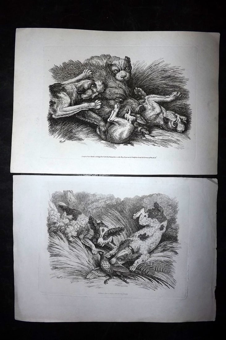 Howitt, Samuel 1811 Pair of Etchings. Hunting Dogs (1 of 2)