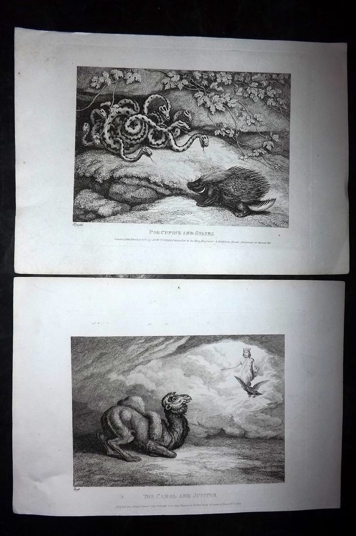 Howitt, Samuel 1811 Pair of Etchings. Porcupine, Snake, Camel & Jupiter: Etchings Published 1811, London for "A New Work of Animals?" Drawn and Etched by Samuel Howitt. Paper Size: 11 x 7.5 inch (28 x 19cm) Good Condition
