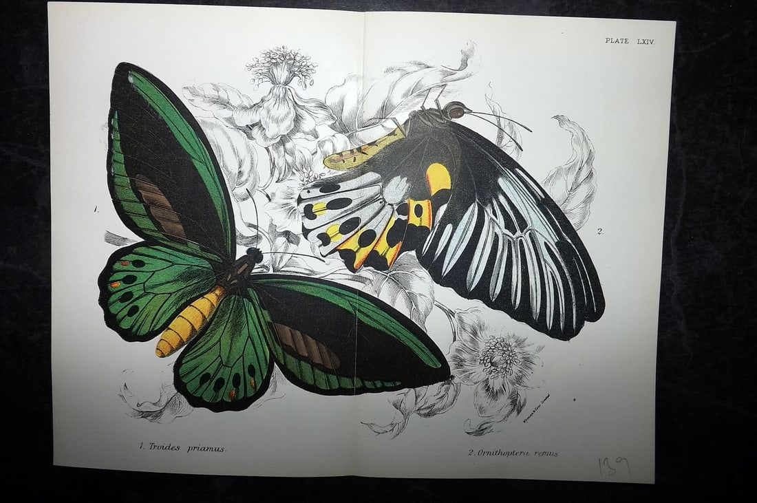 Lloyds's 1897 Double Butterfly Print. Troides, Ornithoptera (1 of 1)
