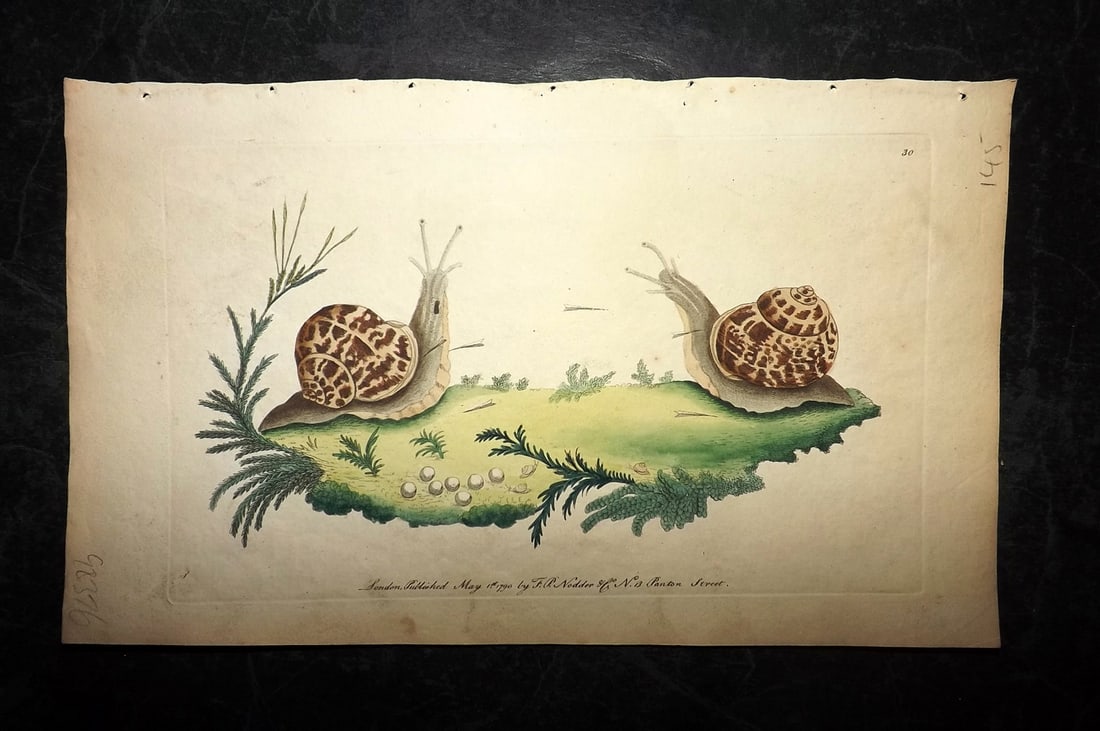 Shaw & Nodder 1790 Hand Col Print. Garden Snail 30: Hand Colored Copper Plate Published 1789-1813, London for "The Naturalist's Miscellany: or Coloured Figures of Natural Objects" by George Shaw and Frederick Nodder. With accompanying descriptive text.