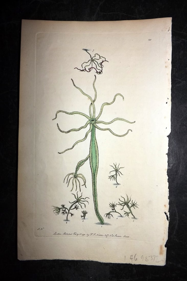 Shaw & Nodder 1790 Hand Col Print. Green Polype or Hydra 20: Hand Colored Copper Plate Published 1789-1813, London for "The Naturalist's Miscellany: or Coloured Figures of Natural Objects" by George Shaw and Frederick Nodder. With accompanying descriptive text.