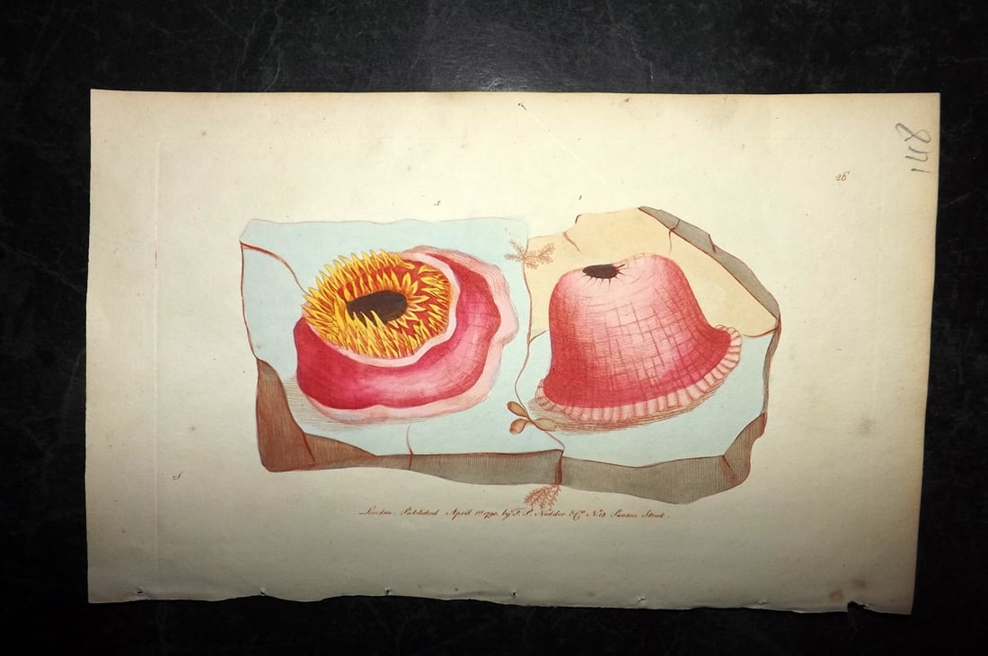Shaw & Nodder 1790 Hand Col Print. Sea Anemone 26 (1 of 1)